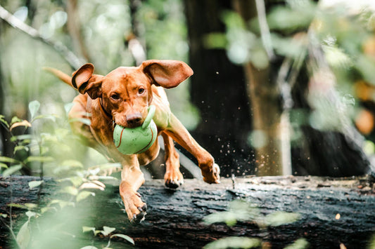 uide til hundelegetøj – find det perfekte legetøj til din hund