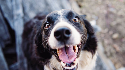 Hundelegetøj: Forstå Din Hunds Legepræferencer og Personlighed