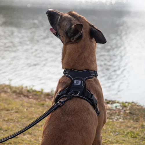 Polstret Hundesele – Komfort & Kontrol i Ét