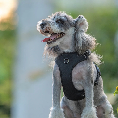 Polstret Hundesele – Komfort & Kontrol i Ét