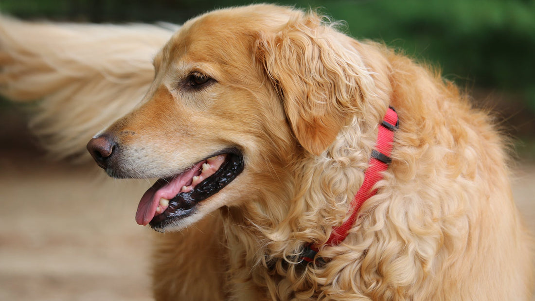Hundelegetøj til hunde, der elsker Snuselege