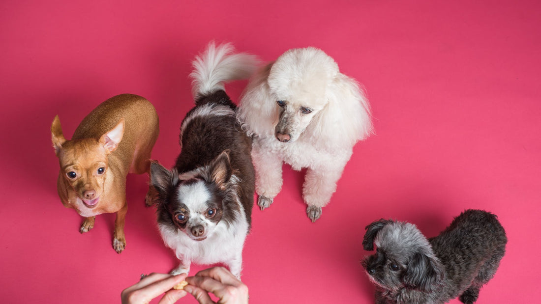 Hundelegetøj til Aktiviteter med Flere Hunde