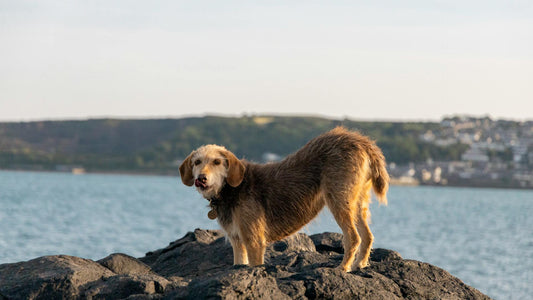 Hundelegetøj til Aldrende Hunde: Bevægelse og Sjov