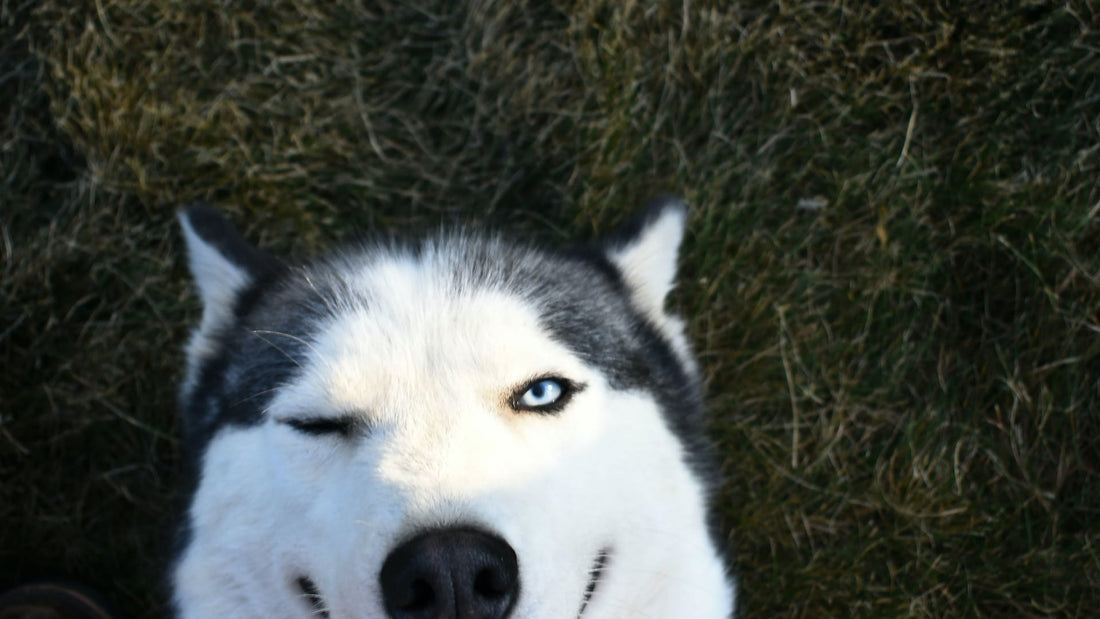 Klassisk vs. Moderne: Hvad Foretrækker Din Hund?