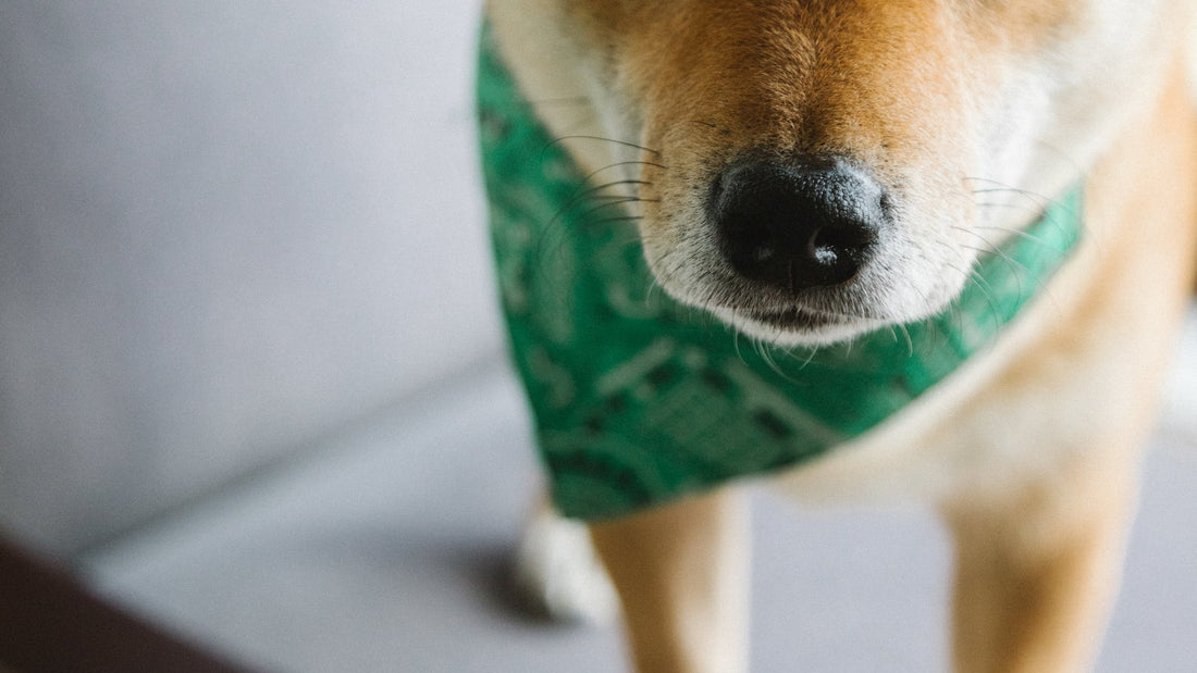 Hvordan Din Hunds Størrelse Påvirker Hundelegetøjsvalget