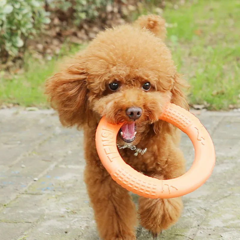 Orange Hunde Disk Hundelegetøj